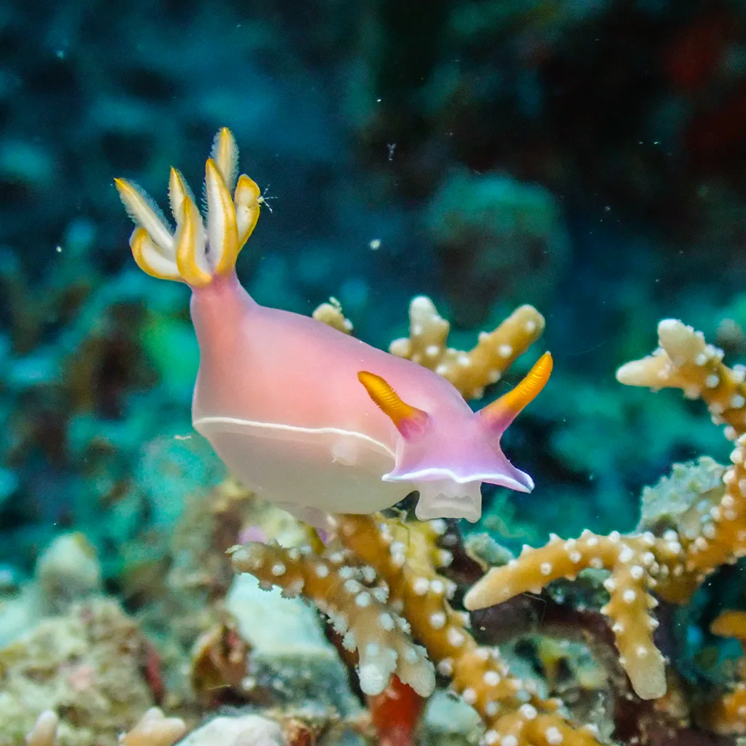 Nudibranch