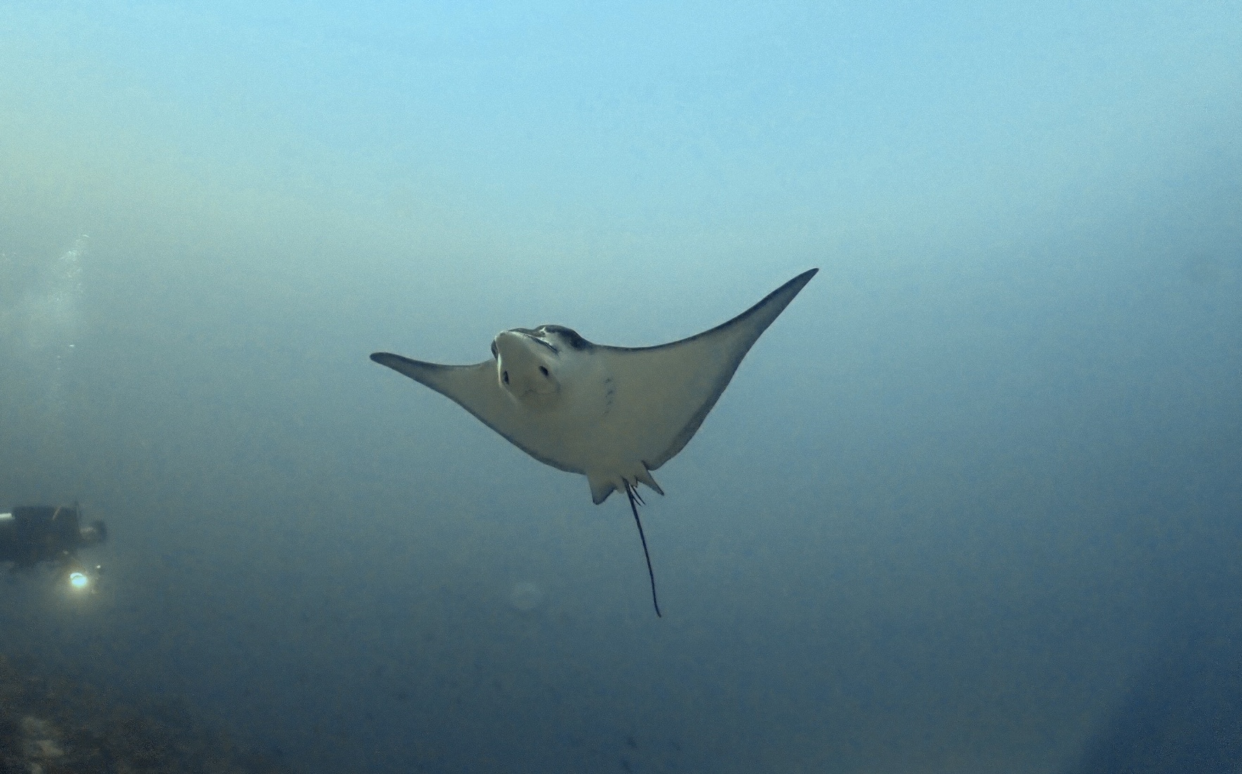 Mobula Ray