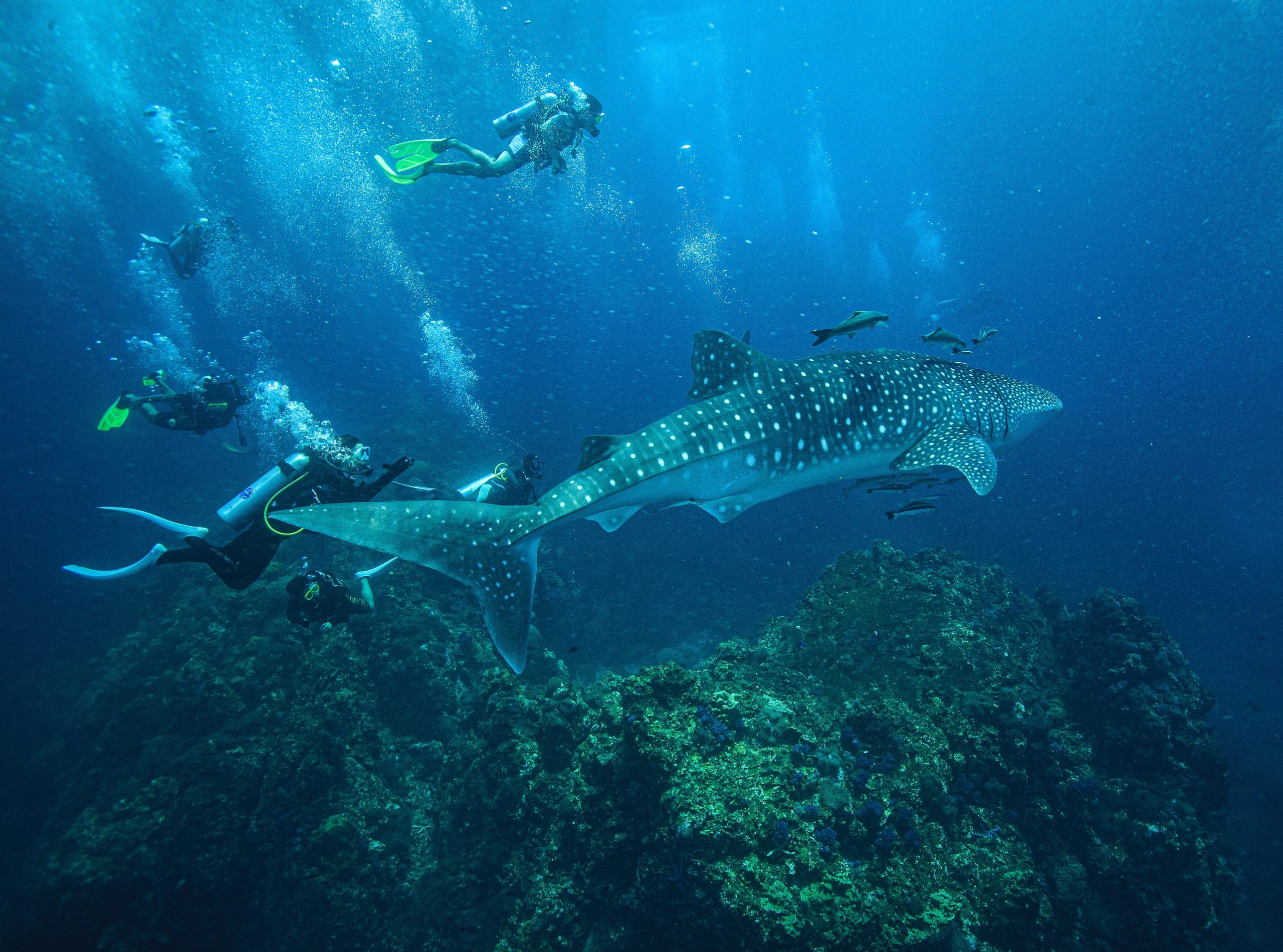 Whale Shark