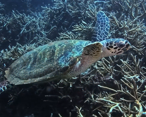 Sea Turtle