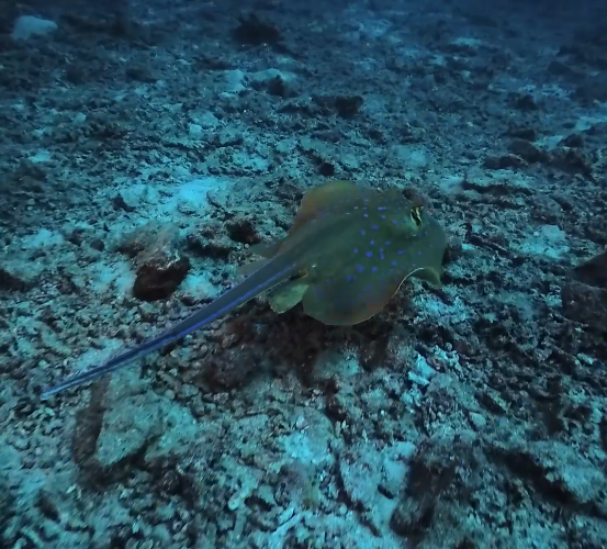 Blue Spotted Stingray